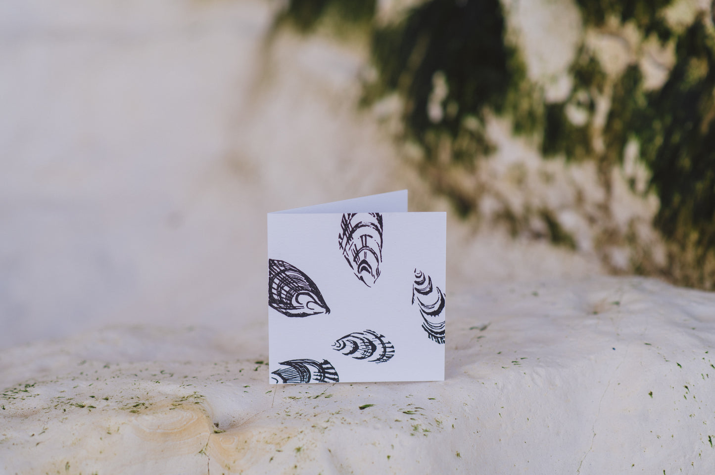 Seashell by Gem Blastock