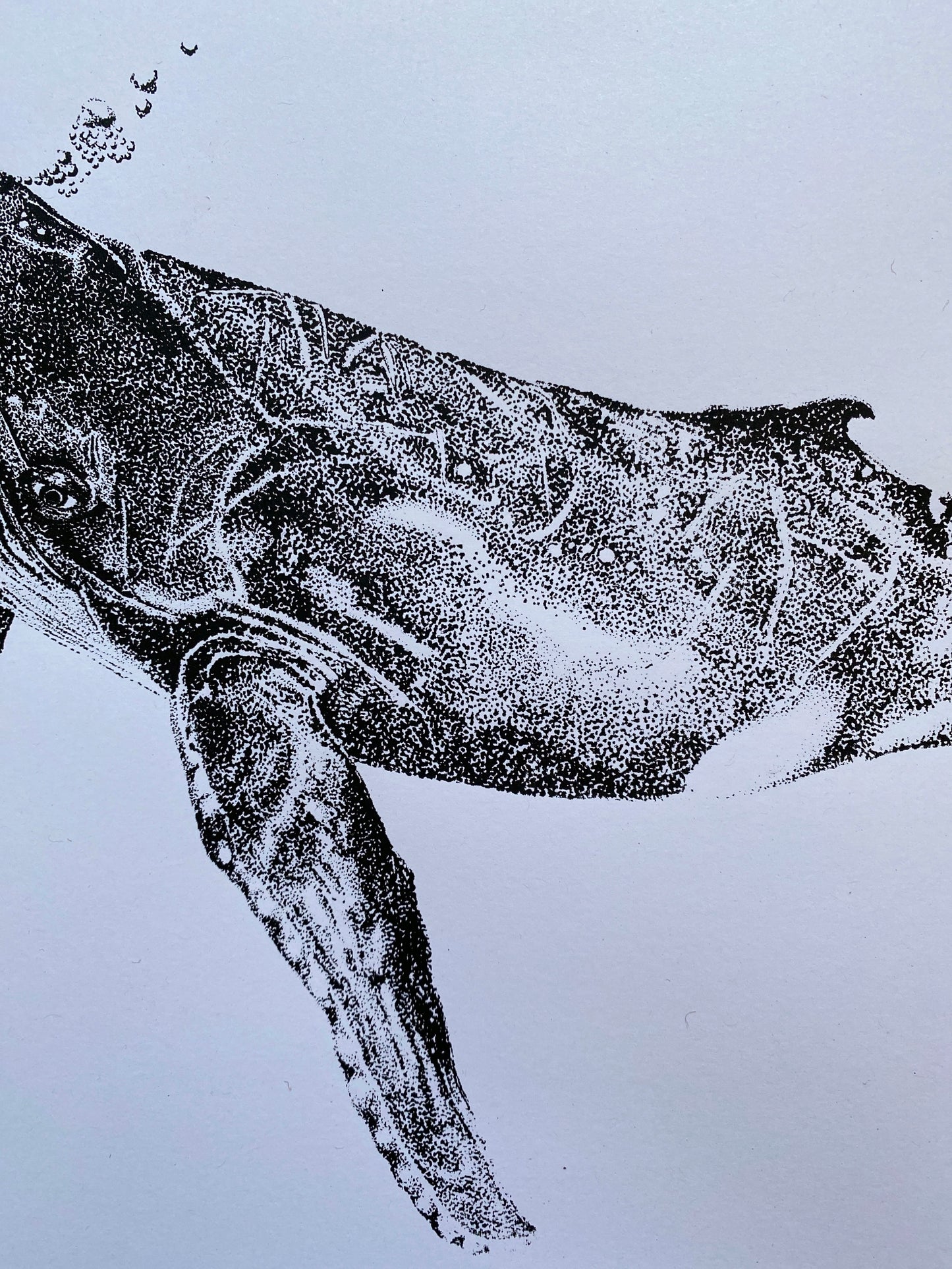 Henrietta the Humpback Whale