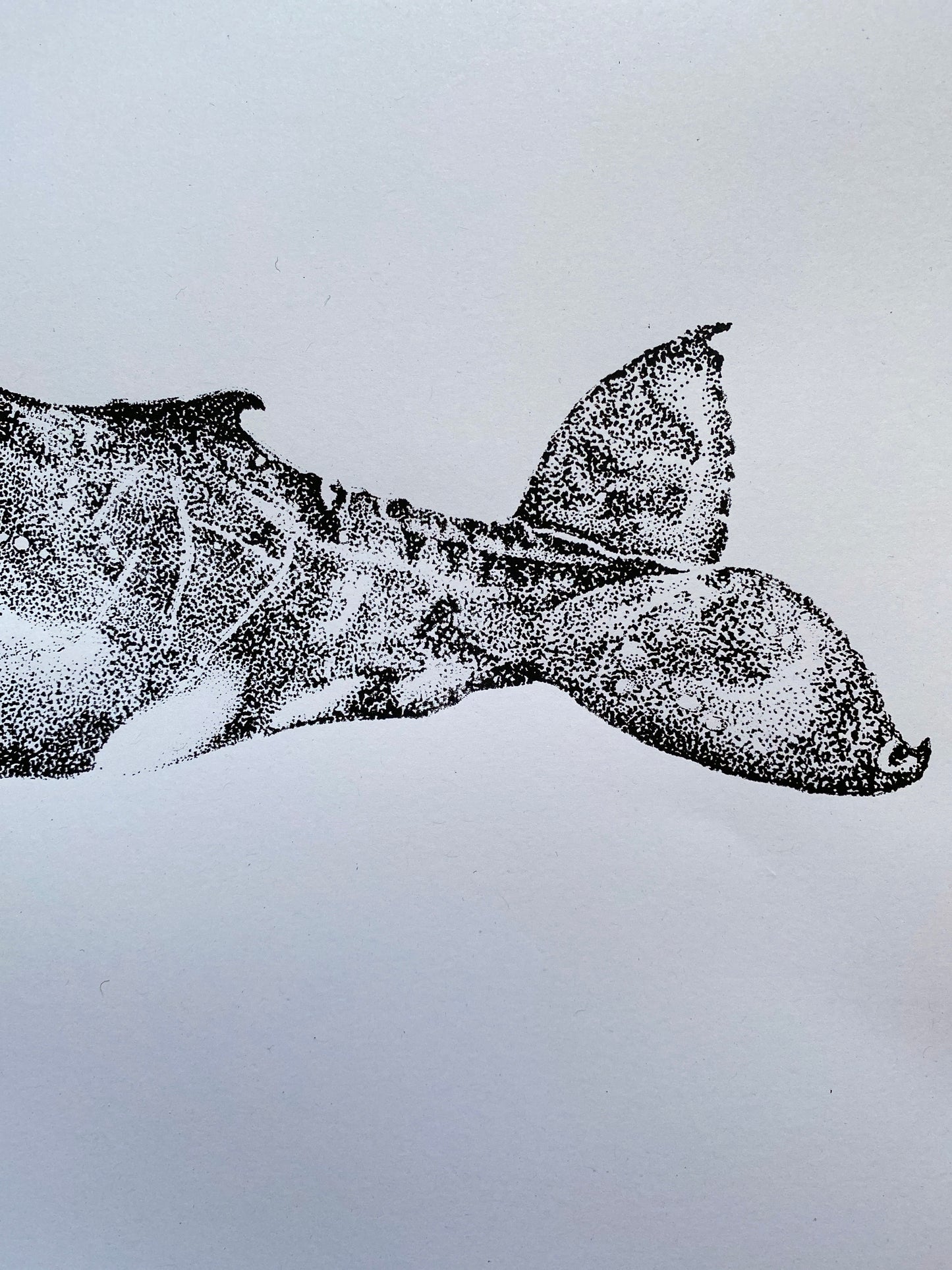 Henrietta the Humpback Whale