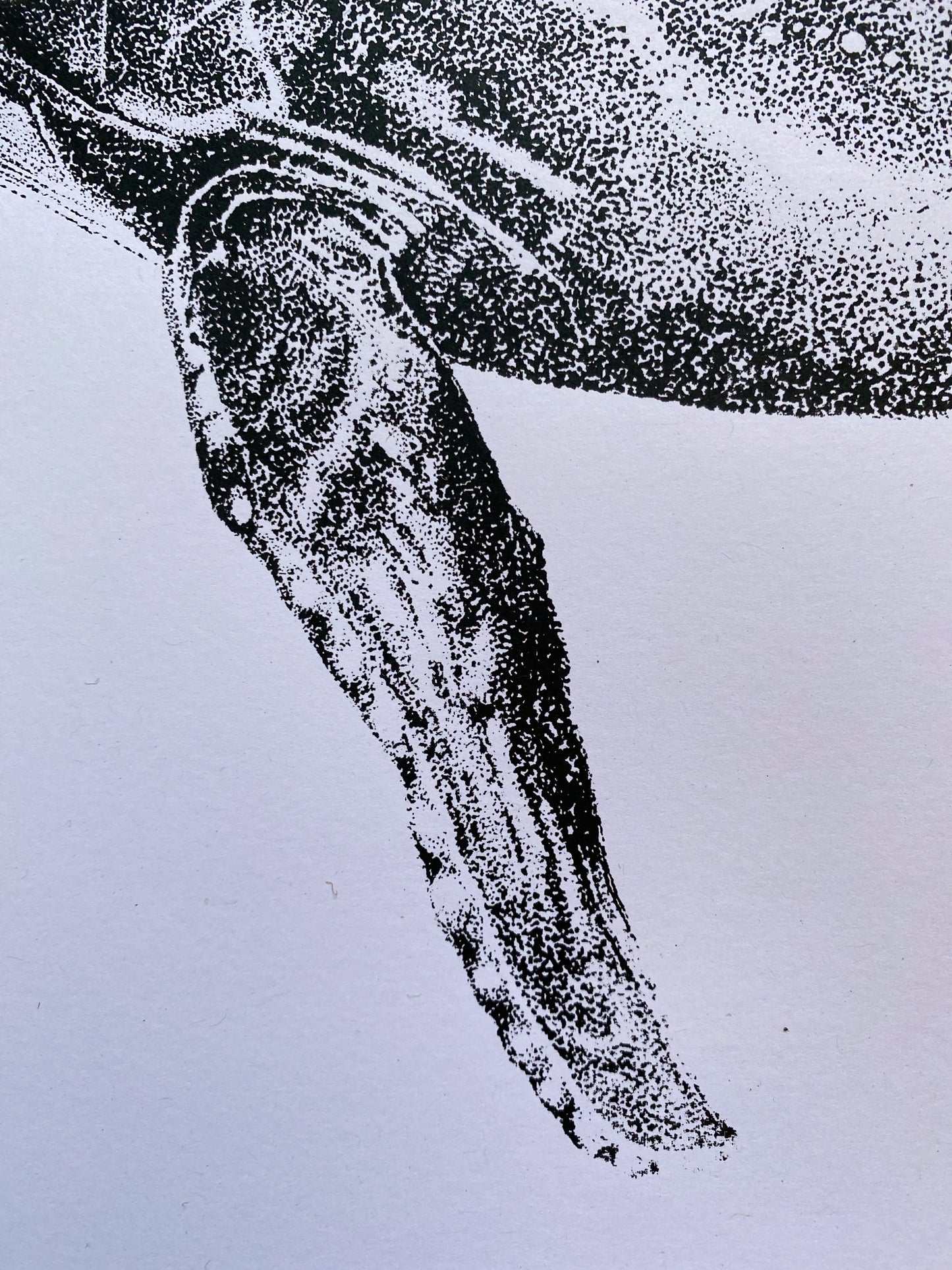 Henrietta the Humpback Whale