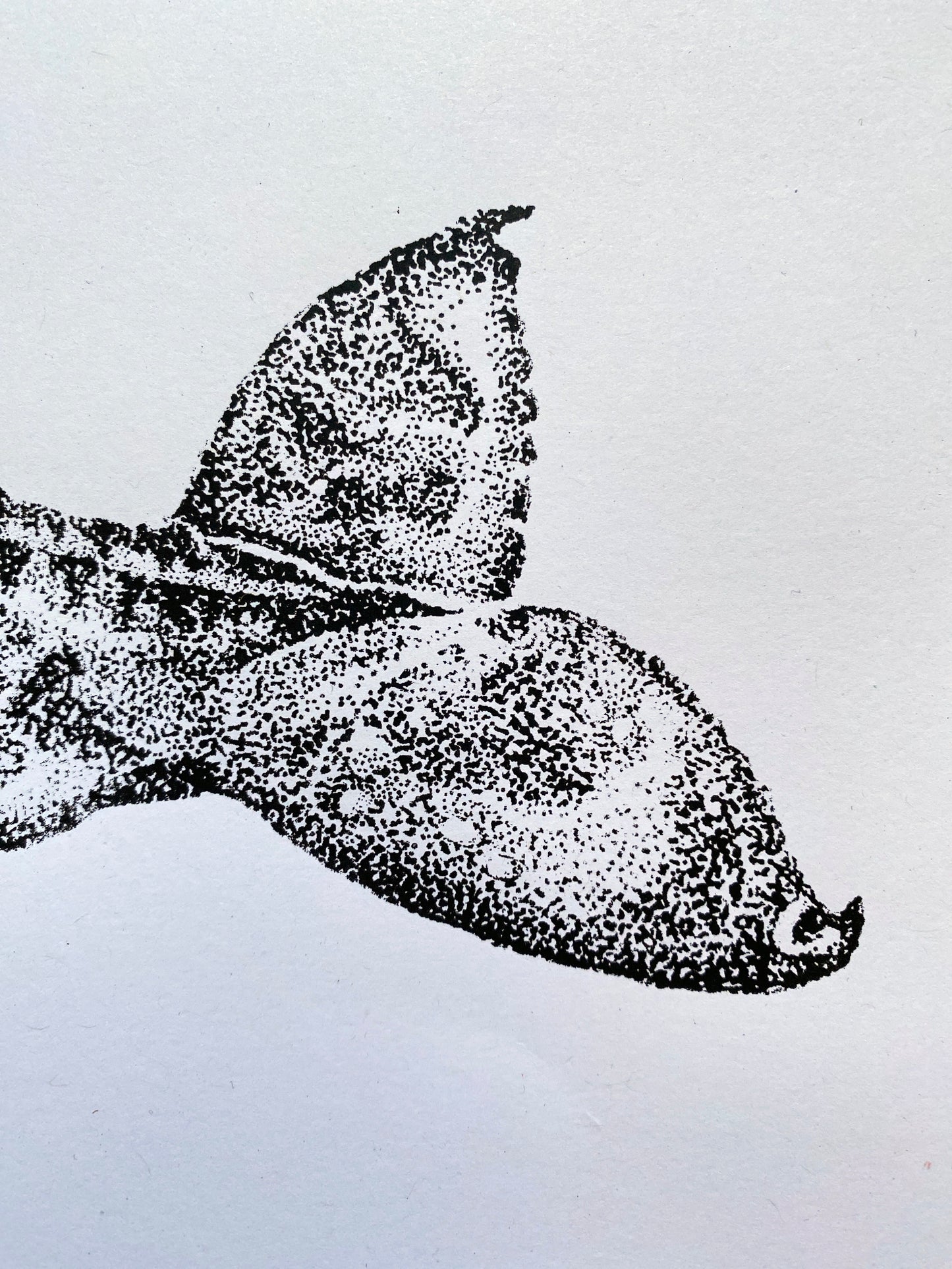 Henrietta the Humpback Whale