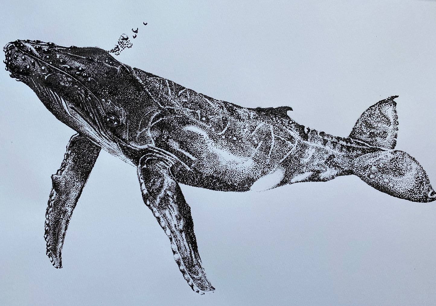 Henrietta the Humpback Whale