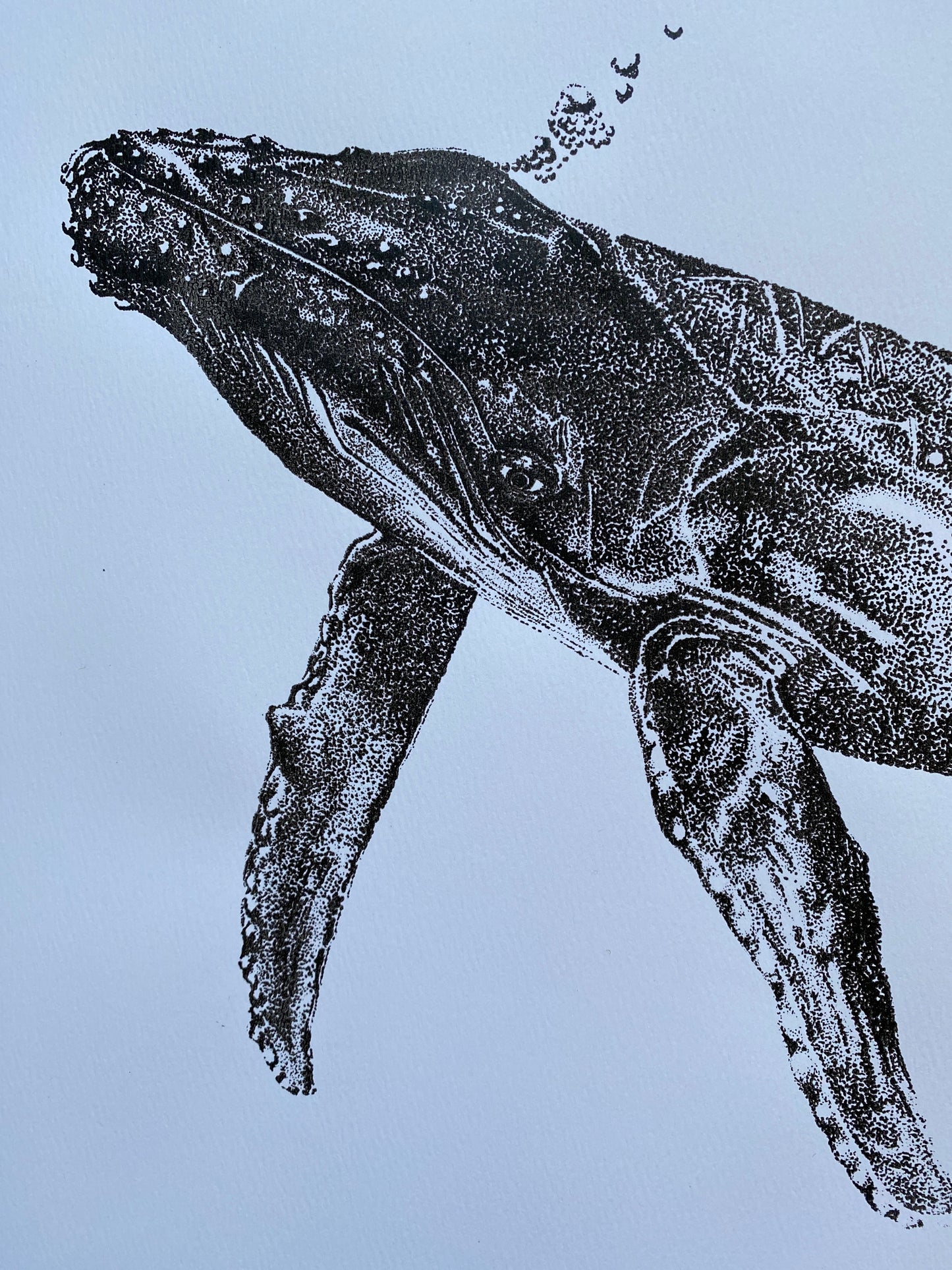 Henrietta the Humpback Whale
