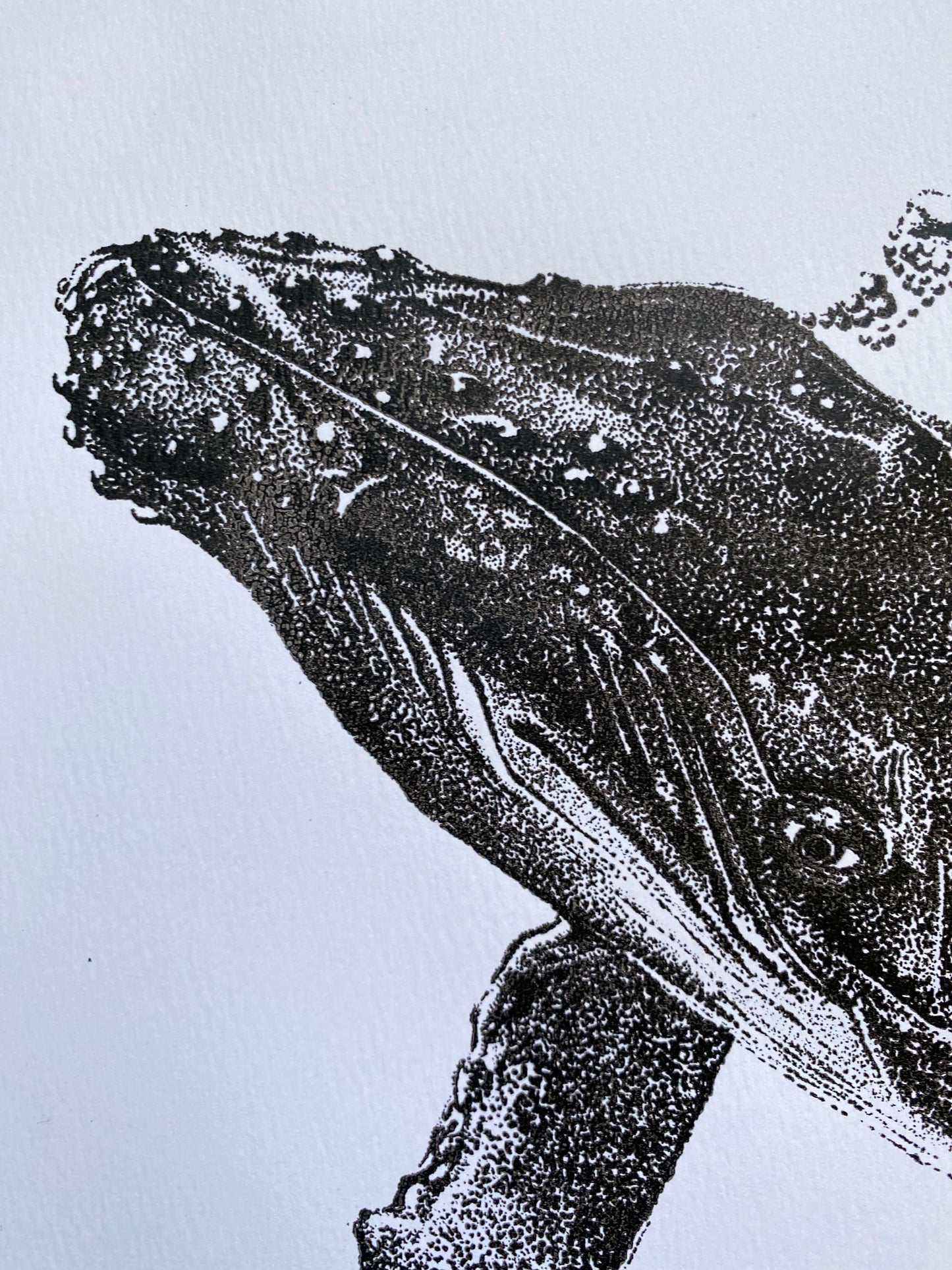 Henrietta the Humpback Whale